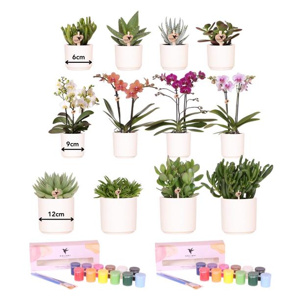 Verfpakket Orchideeën voor het schilderen van bloempotten