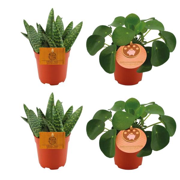 2x Aloe Paradisicum + 2x Pilea Peperomoides - 4 stuks - Ø10.5cm - ↕10cm - Bloomado