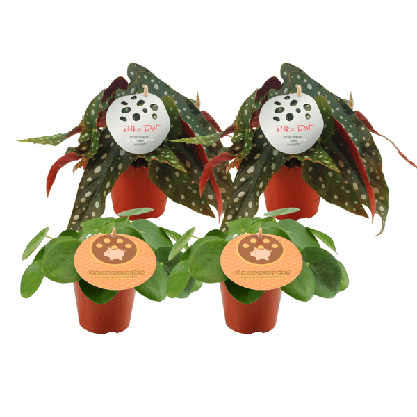 2x Pilea Peperomioides + 2x Begonia Maculata - 4 stuks - Ø12cm - ↕20cm - Bloomado