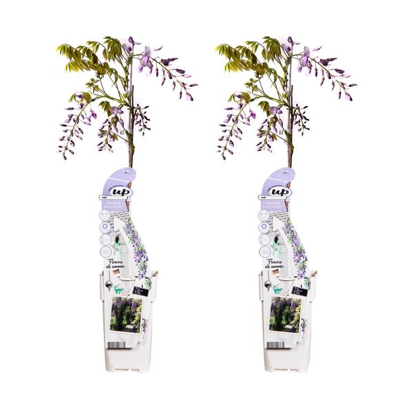 2x Wisteria sinensis &