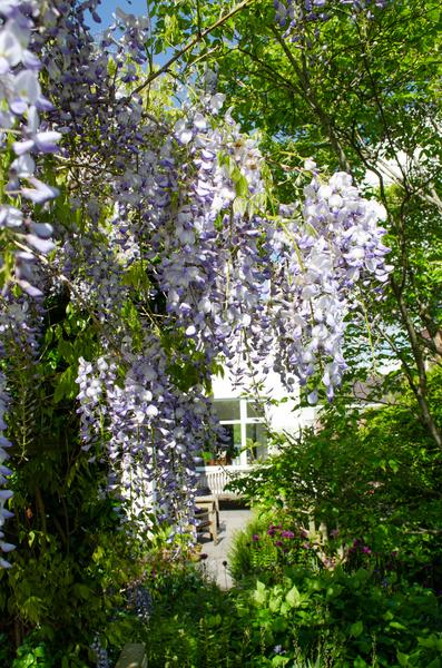 2x Wisteria sinensis &