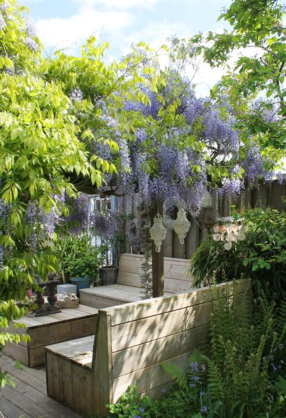 2x Wisteria sinensis &