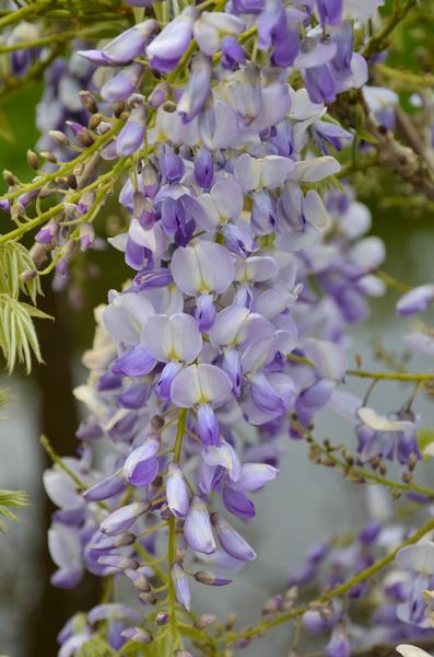 2x Wisteria sinensis &