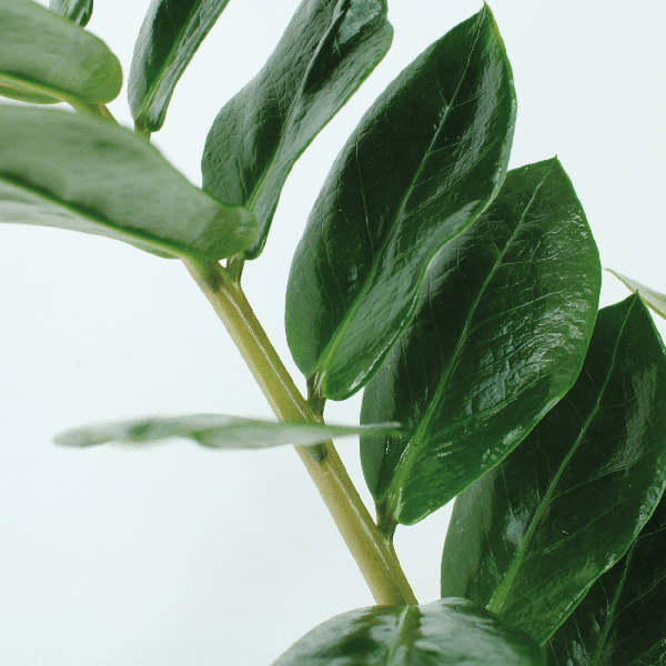 2x Zamioculcas Zamiifolia - Emerald palm - 50cm - ø14 - Bloomado