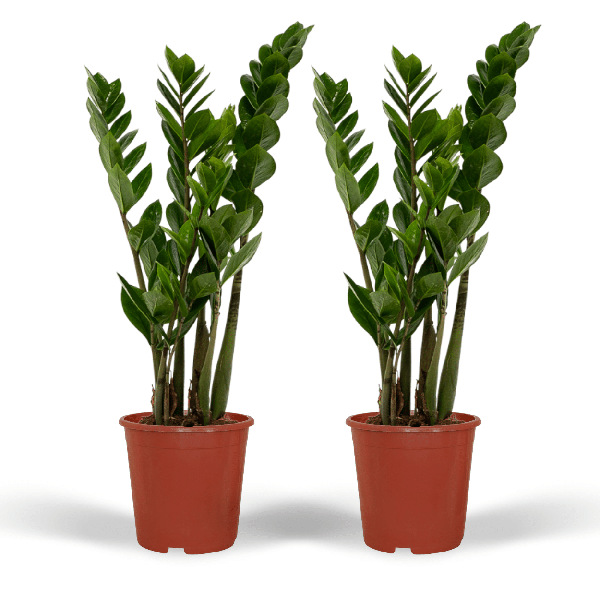 2x Zamioculcas Zamiifolia - Emerald palm - 50cm - ø14 - Bloomado