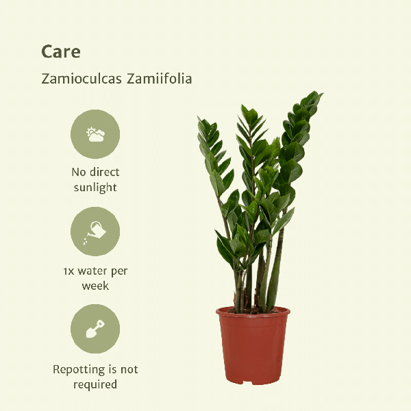 2x Zamioculcas Zamiifolia - Emerald palm - 50cm - ø14 - Bloomado