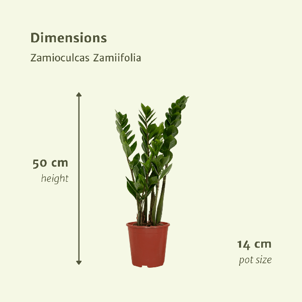 2x Zamioculcas Zamiifolia - Emerald palm - 50cm - ø14 - Bloomado