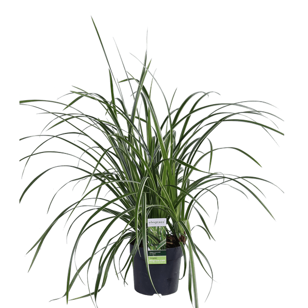 3x - Carex morrowii &
