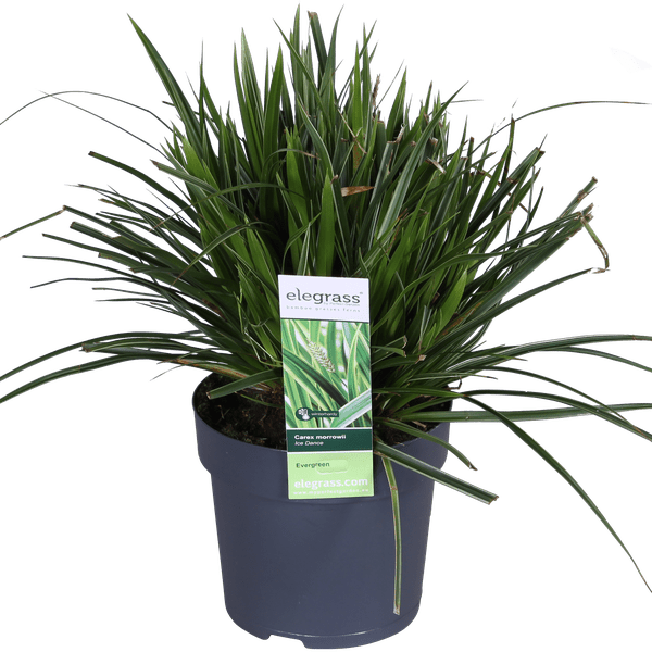 3x - Carex morrowii &
