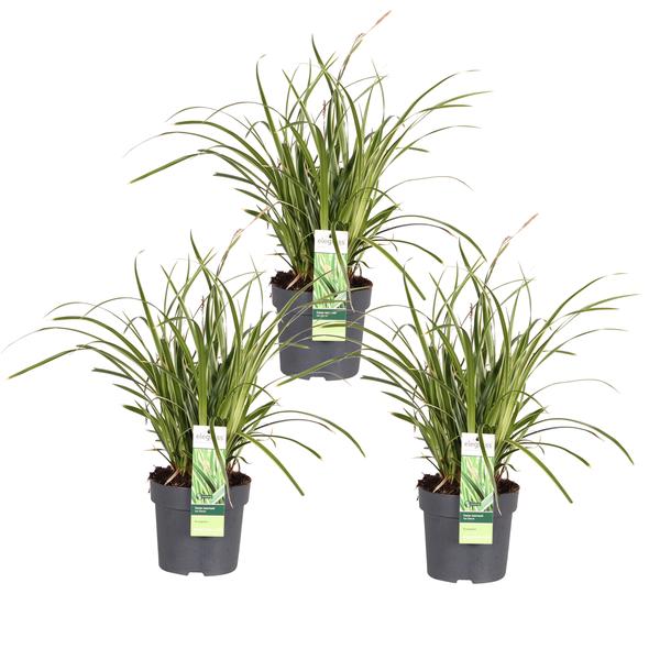 3x - Carex morrowii &
