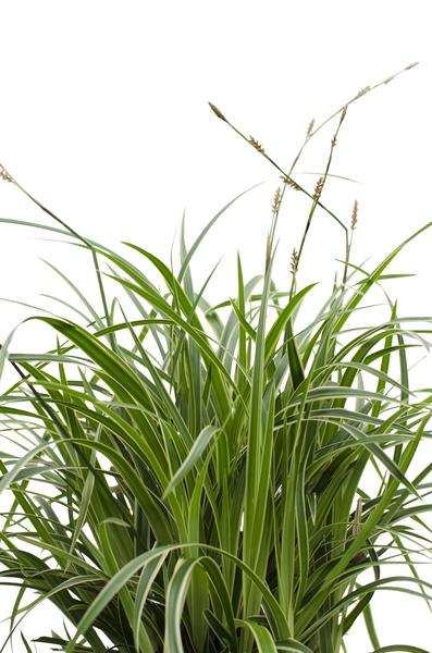 3x - Carex morrowii &