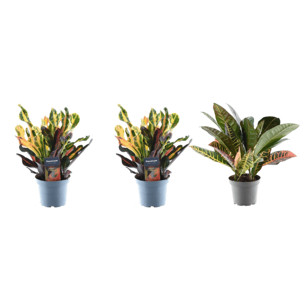 3x Croton Codiaeum mix - 30 cm - ø12 - Bloomado