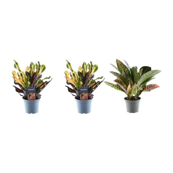 3x Croton Codiaeum mix - 30 cm - ø12 - Bloomado