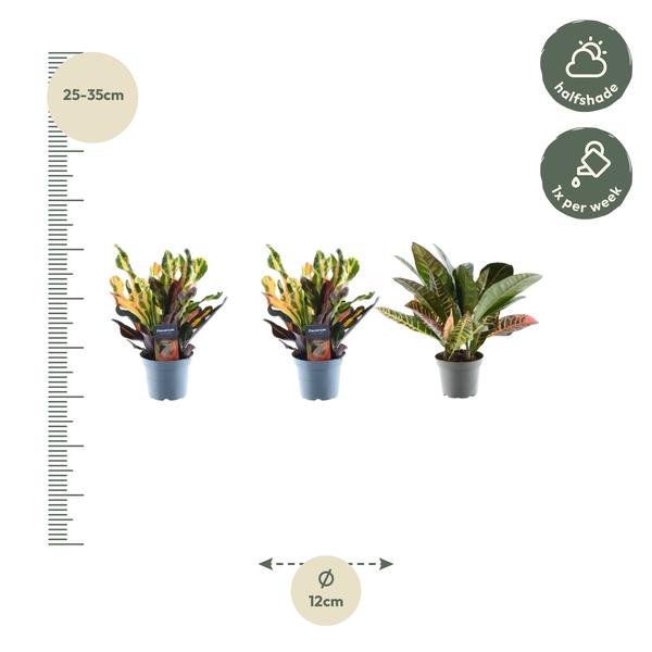 3x Croton Codiaeum mix - 30 cm - ø12 - Bloomado