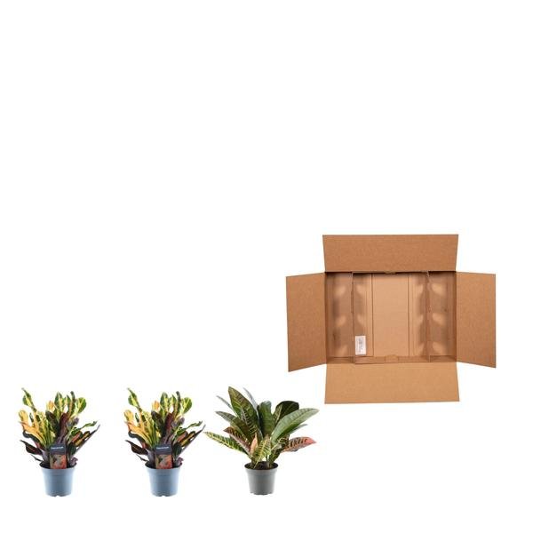 3x Croton Codiaeum mix - 30 cm - ø12 - Bloomado