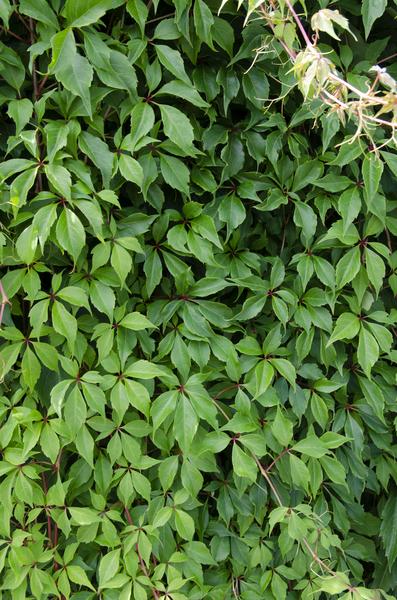 3x - Parthenocissus q. var. &