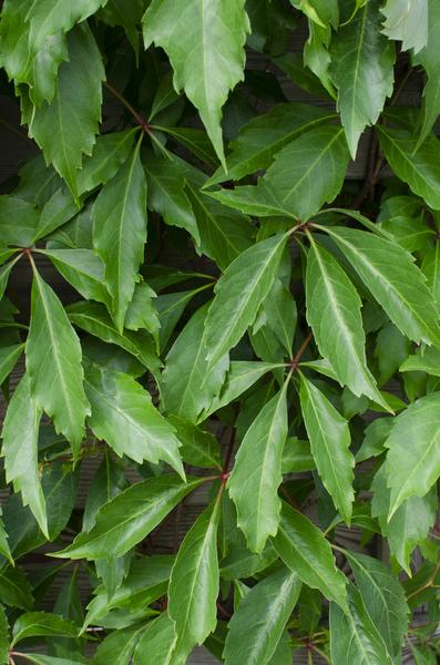 3x - Parthenocissus q. var. &