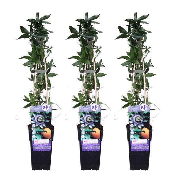 3x - Passiflora caerulea - ↨65cm - Ø15 - Bloomado