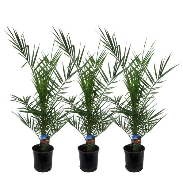 3x Phoenix Canariensis - 80 cm - Ø15 - Bloomado