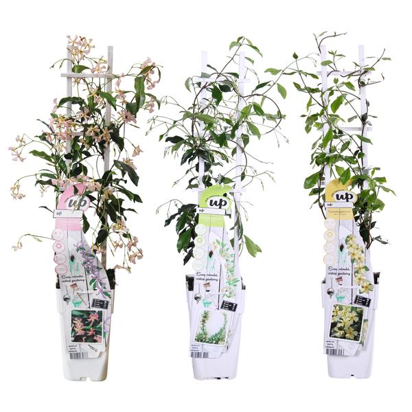3x - Trachelospermum Mix - ↨65cm - Ø15 - Bloomado