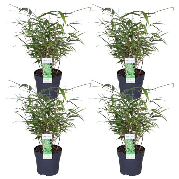 4x Fargesia rufa - ↨40cm - Ø14 - Bloomado