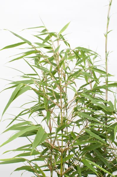 4x Fargesia rufa - ↨40cm - Ø14 - Bloomado