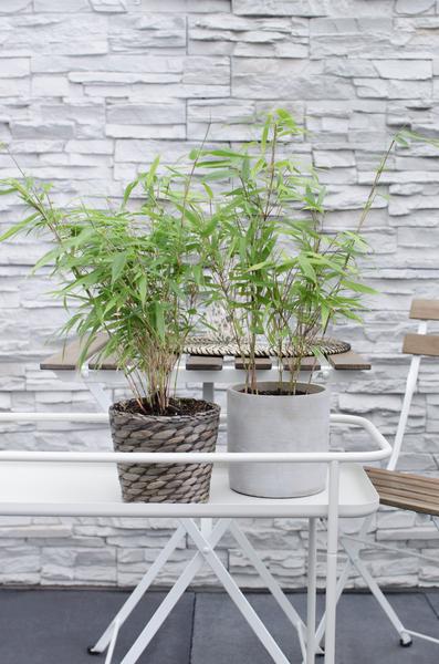 4x Fargesia rufa - ↨40cm - Ø14 - Bloomado