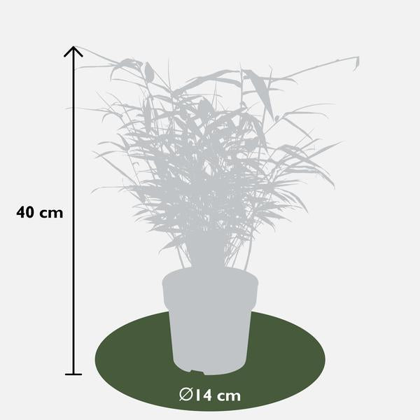 4x Fargesia rufa - ↨40cm - Ø14 - Bloomado