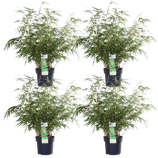 4x Fargesia rufa - ↨60cm - Ø19 - Bloomado
