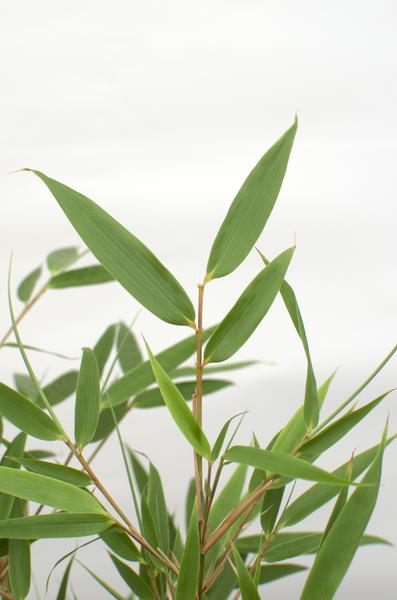 4x Fargesia rufa - ↨60cm - Ø19 - Bloomado