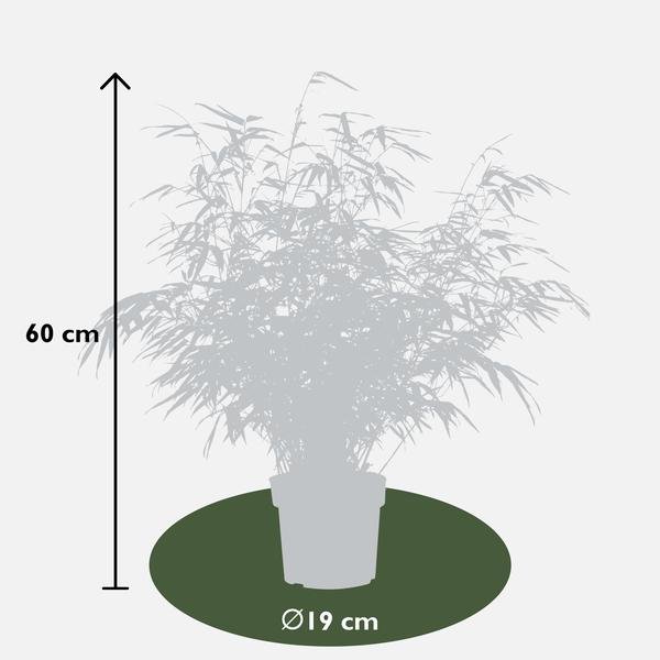 4x Fargesia rufa - ↨60cm - Ø19 - Bloomado