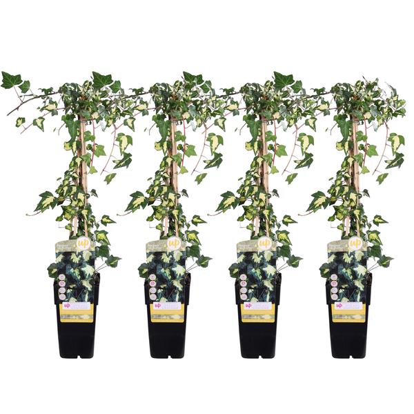 4x - Hedera helix &