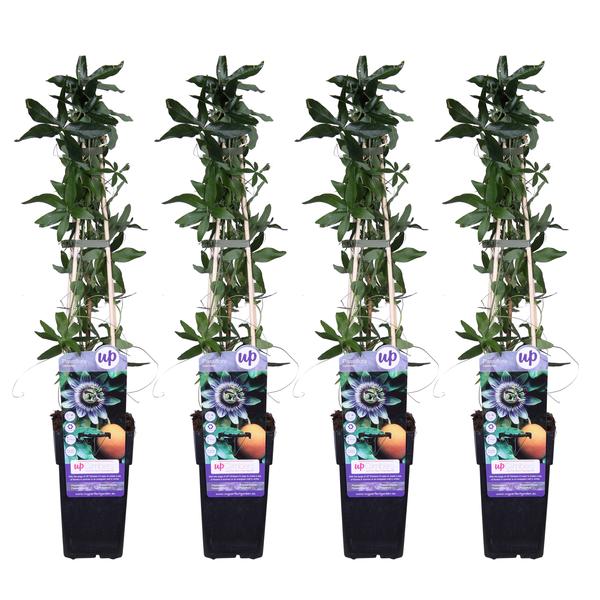 4x - Passiflora caerulea - ↨65cm - Ø15 - Bloomado