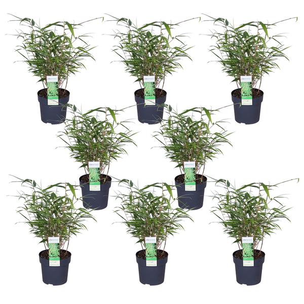 8x Fargesia rufa - ↨40cm - Ø14 - Bloomado