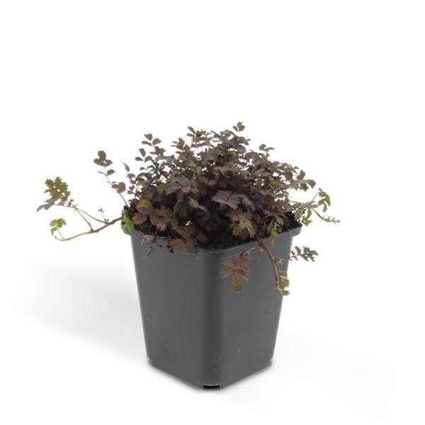 Acaena microphylla &