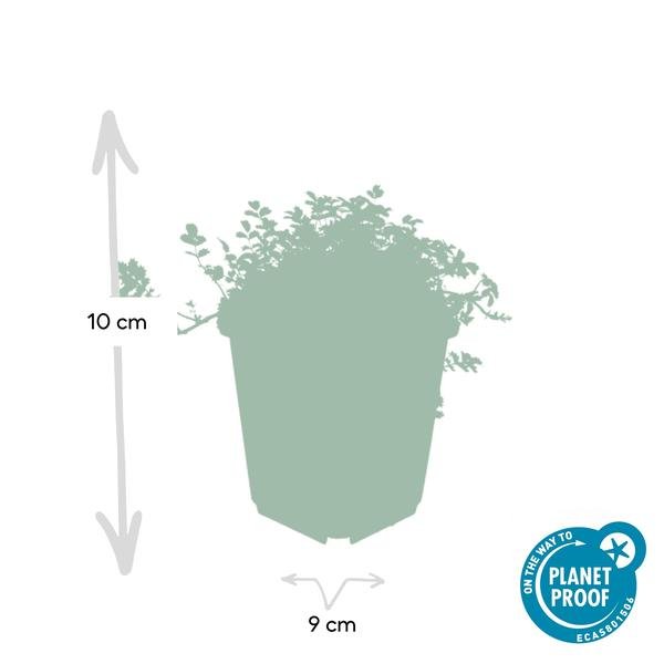 Acaena microphylla &