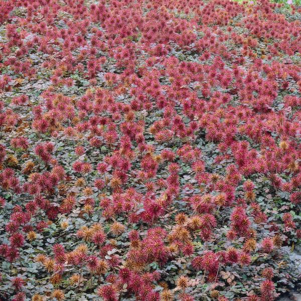 Acaena microphylla &