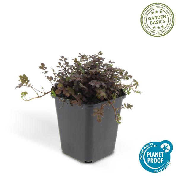 Acaena microphylla &