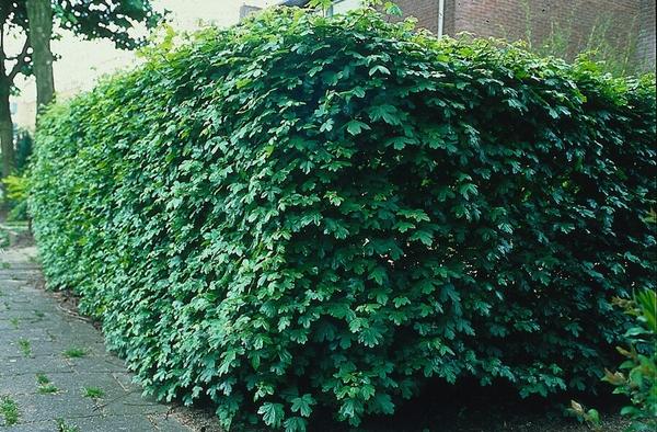 Acer campestre - Blote wortel - 100/125 - 25x - Bloomado