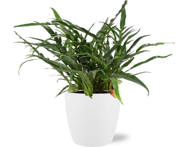 Aglaomorpha Coronans - Ø17cm - ↕45cm + Pot Brussels D18x17cm - Wit - Bloomado