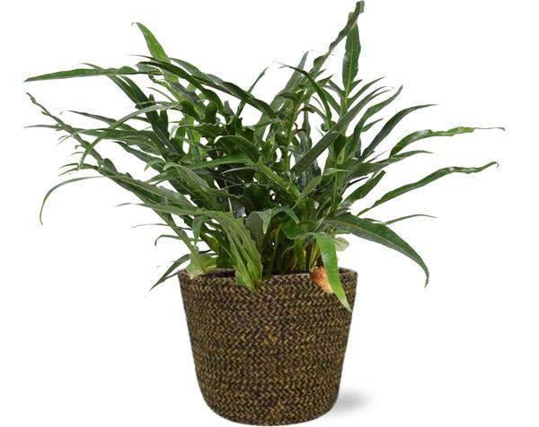 Aglaomorpha Coronans - Ø17cm - ↕45cm + Selin Pot D18x16cm - Zwart - Bloomado