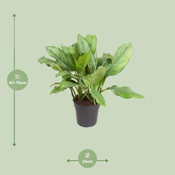 Aglaonema B.J, Freedman - Ø24cm - ↕70cm - Bloomado