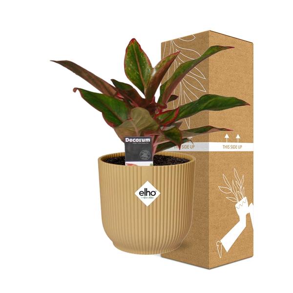 Aglaonema Crete in ELHO Vibes Fold 14cm geel - Bloomado