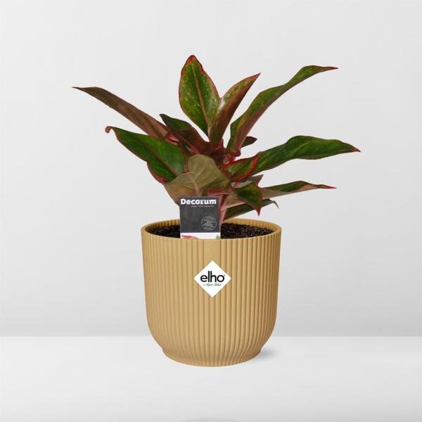 Aglaonema Crete in ELHO Vibes Fold 14cm geel - Bloomado
