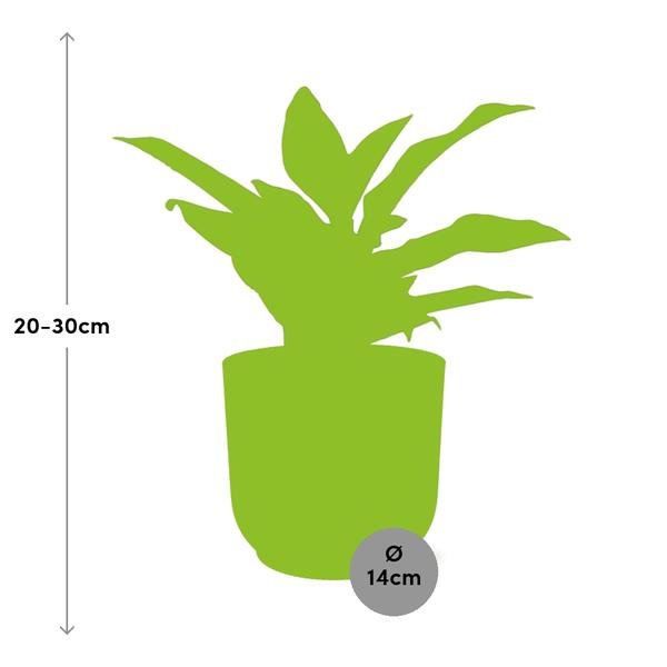 Aglaonema Crete in ELHO Vibes Fold 14cm geel - Bloomado