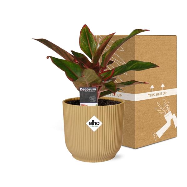 Aglaonema Crete in ELHO Vibes Fold 14cm geel - Bloomado