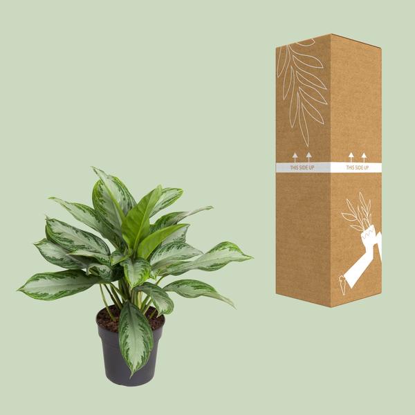 Aglaonema Cutlass - Ø19cm - ↕60cm - Bloomado