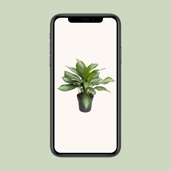 Aglaonema Cutlass - Ø19cm - ↕60cm - Bloomado