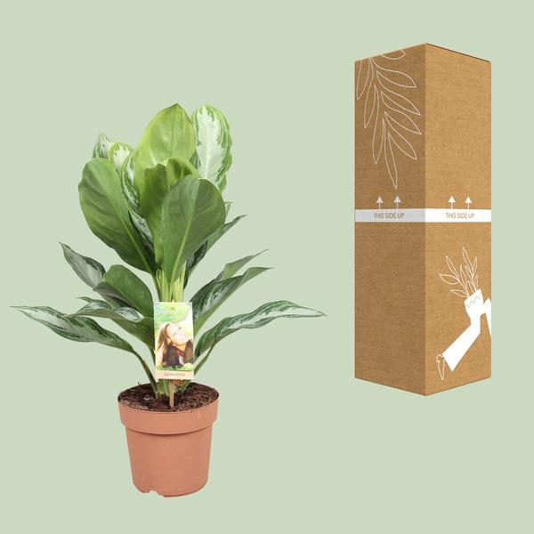 Aglaonema Silver Bay - Chinese Evergreen - Ø17cm - ↕55cm - Bloomado