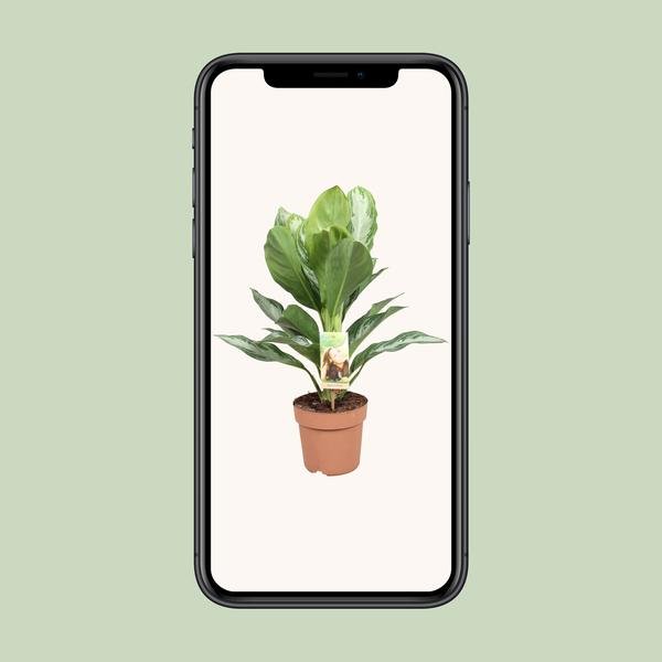Aglaonema Silver Bay - Chinese Evergreen - Ø17cm - ↕55cm - Bloomado